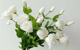 白色洋桔梗的花語，寓意純潔美好、真摯愛情等