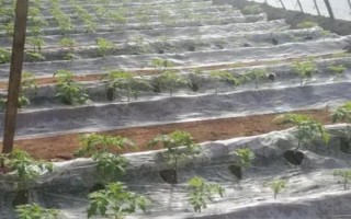 大棚西紅柿怎么澆水，結(jié)果前期每隔7-10天澆一次