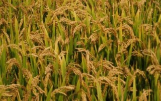 留香優(yōu)908水稻品種的特性，全生育期134.5天