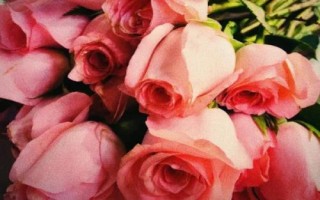 什么是粉玫瑰，屬于薔薇目、薔薇科直立灌木