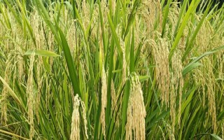 臻優(yōu)177水稻種子介紹，插植密度20厘米×23厘米