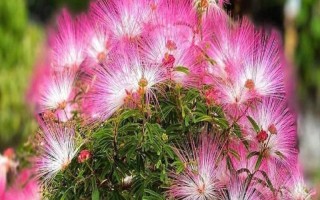 怎么養(yǎng)合歡花，在生長期間應(yīng)該保證有足夠的光照