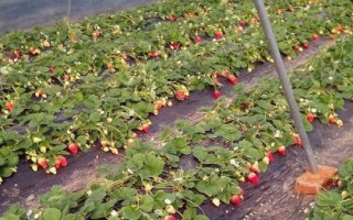 露天草莓種植技術(shù)，每年的3月下旬到4月中旬進(jìn)行