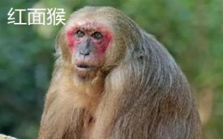 食蟹猴可以個(gè)人養(yǎng)殖出售嗎，為國(guó)家二級(jí)重點(diǎn)保護(hù)野生動(dòng)物