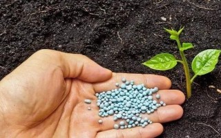 磷肥如何使用利用率高，根據(jù)土壤條件合理分配和施用