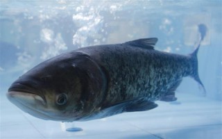 釣鰱鳙的技巧，釣位要選擇順風(fēng)或偏風(fēng)的地方