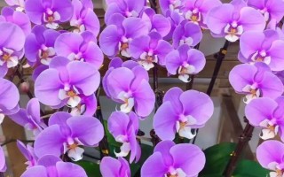 蝴蝶蘭的養(yǎng)護(hù)方法，適合在15-20℃左右生長(zhǎng)