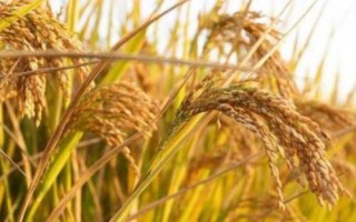華研6水稻種子介紹，該品種主莖12片葉