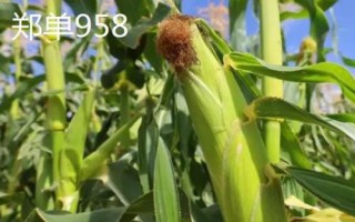 高產夏玉米品種介紹，不同的田地類型適合種植不同品種