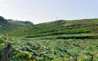 羅漢果的種植方法，種植前需進(jìn)行土地深翻和施肥