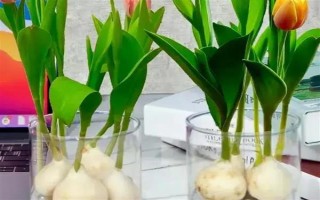 郁金香種一次就會(huì)死亡嗎，屬于多年生草本植物可以重復(fù)栽種