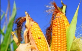 富華811玉米品種的特性，適宜密度為每畝5000株左右