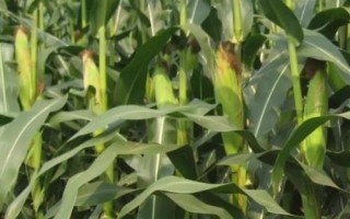 銀玉439玉米種子介紹，（每畝適宜種植密度5500株