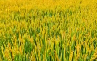 科A水稻品種的特性，5月中旬播種