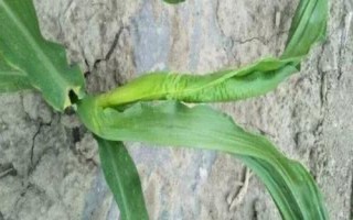 山玉14玉米品種的特性，中抗大斑病和穗腐病