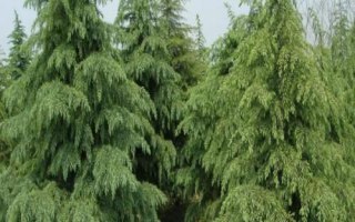 雪松除草方法，噴藥時要避開樹枝