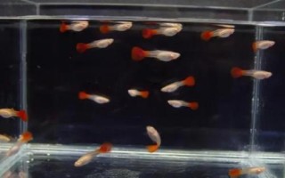 養(yǎng)孔雀魚(yú)多久換一次水，換水量不能太大