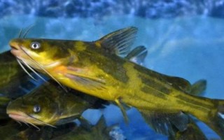 黃顙魚的食性，魚苗階段主要以浮游動物為食