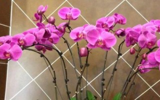 蝴蝶蘭的養(yǎng)殖要點(diǎn)，生長適溫為18-28℃