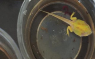角蛙的生長(zhǎng)發(fā)育全過(guò)程，從蝌蚪到幼體再到成體