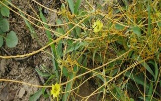 大豆菟絲子如何用草甘膦防治，稀釋藥液后可噴灑受害植株