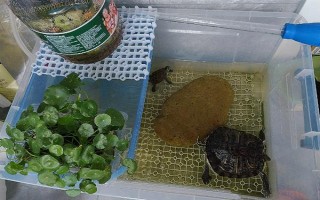 鱷龜?shù)娘曫B(yǎng)方法，每隔7-10天消毒一次