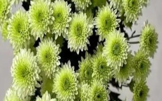 多頭小菊的種植方法，可選擇在春秋兩季進行