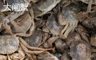 膏蟹和大閘蟹哪個(gè)更好吃，兩個(gè)各有千秋