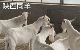 陜西羊肉的價格，不同品種價格不同