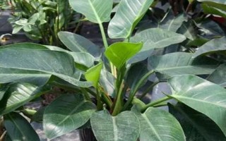 綠巨人的作用，觀(guān)賞效果佳且能凈化空氣