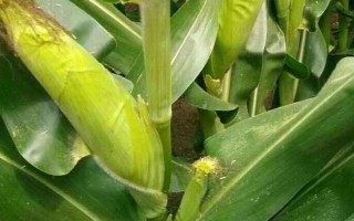 農(nóng)甜88玉米種子特點(diǎn)，密度3500-4000株/畝