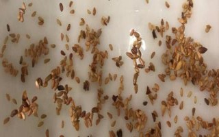 蔬菜種子的催芽方法，不同的方法適用于不同種子