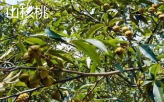 山核桃和核桃的區(qū)別，生長環(huán)境和產(chǎn)地均不同
