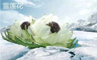 西藏那曲市的特產(chǎn)，酥油是藏族人不可缺少的食品