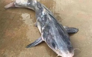 釣鮰魚適合用雞肝還是豬肝，二者效果差不多
