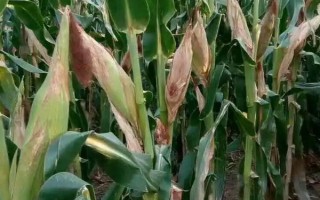 東農270玉米種子特點，在適應區(qū)5月10日左右播種
