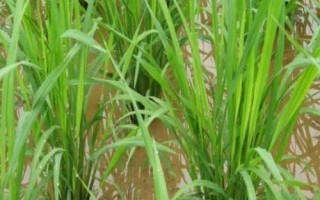 墾稻1918水稻品種的特性，該品種主莖12片葉