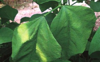 扁豆枯萎病介紹，發(fā)病時(shí)莖部會(huì)開裂