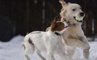 犬貓慢性腸炎的癥狀，表現(xiàn)為食欲不振，長期持續(xù)腹瀉等