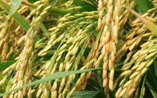 鄂香2號水稻種子特點，全生育期120.6天