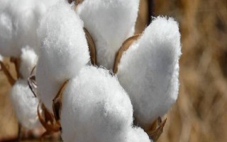 鄂雜棉30棉花種子特征特性，每畝密度2000株左右