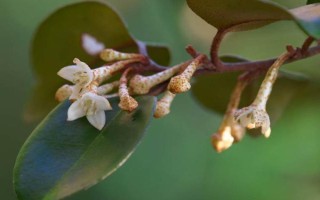 木半夏與胡頹子有什么區(qū)別，植物類型、葉片、花朵等方面均不同