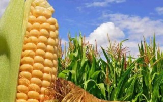 粒隆953玉米種簡介，適宜播期在6月15日前