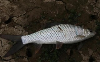 3.0號主線的拉力值，大概是6-7.2公斤