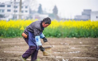 怎么用地膜種玉米，育苗移栽需要先栽苗再覆膜