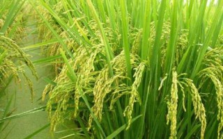 川康優(yōu)583水稻種簡介，全生育期144～167天
