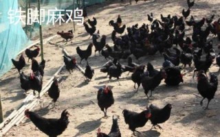 麻雞的品種有哪些，根據(jù)市場需求選擇飼養(yǎng)品種