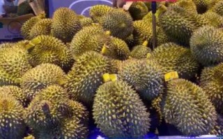 榴蓮價(jià)格貴但我國為何種植少，氣候不適宜、種植成本高皆是重要原因