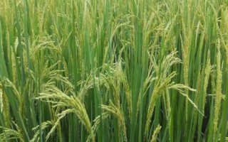 贊兩優(yōu)570水稻品種的特性，秧田畝播種量8-10千克