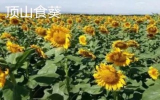 新疆阿勒泰地區(qū)的特產(chǎn)，喀納斯蜜瓜被譽(yù)為“阿山一絕”
